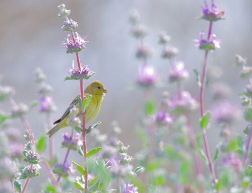 What is walk and talk (nature) therapy?