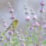 A small yellow bird sits on a branch of Cleveland Sage, a plant native to the San Diego area, and often found during walk and talk therapy sessions. The sweet scent of Cleveland sage flowers and leaves brings calm.