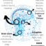 Brainspotting and the brain - California therapy